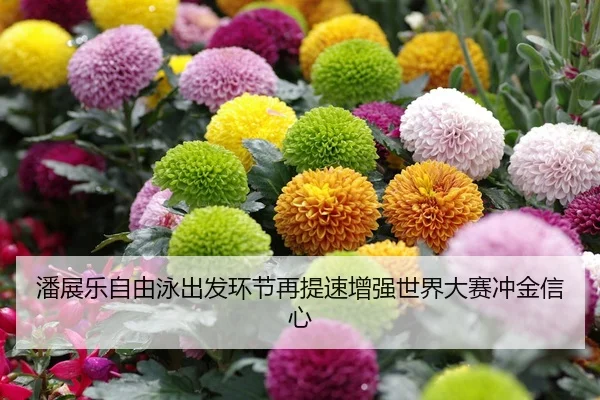 潘展乐自由泳出发环节再提速增强世界大赛冲金信心