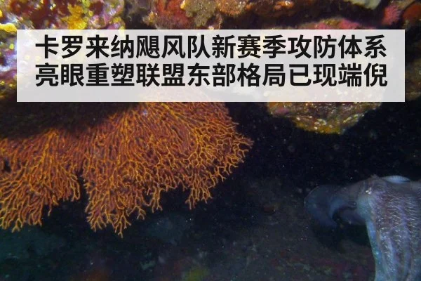 卡罗来纳飓风队新赛季攻防体系亮眼重塑联盟东部格局已现端倪